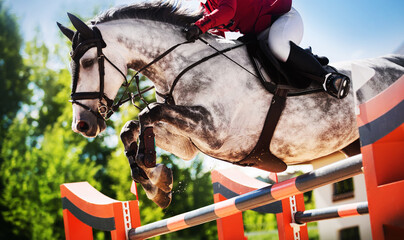 A beautiful dappled gray racehorse with a rider in the saddle jumps the high orange barrier on a...