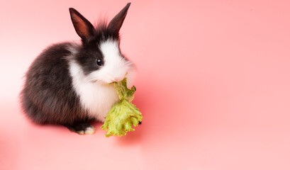 Adorable little rabbit bunny black and whites sitting down eating green fresh lettuce leaves on isolated pink background. Animal eat vegetable and Easter concept.