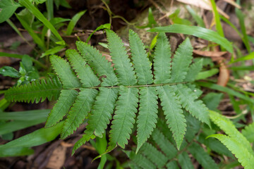 fern leaves