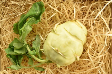 One organic kohlrabi cabbage on wood shavings, close-up, top view.