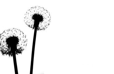 Silhouette of a dandelion on a white background