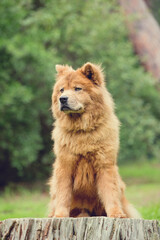 Chow Chow dog in the forest