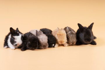 Easter holiday concept. Group of little newborn bunny rabbits lying together over isolated pastel background. Family lovely small furry baby rabbits sitting on orange background.