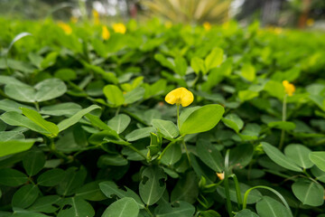 yellow flower in the garden