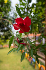 red rose in the garden