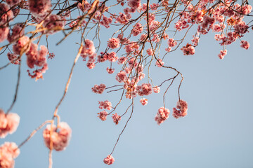 Cherry Blossom (Sakura) in English Garden