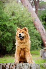 Chow Chow dog in the forest