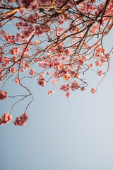 Cherry Blossom (Sakura) in English Garden