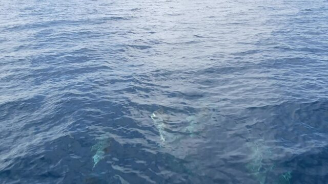 Pod of dolphins porpoising in freedom, pacific ocean surface, blue water splashing. School of wild marine animals leaping, jumping and having fun in sea. Whale watching in Oceanside, California USA.