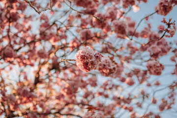 Cherry Blossom (Sakura) in English Garden