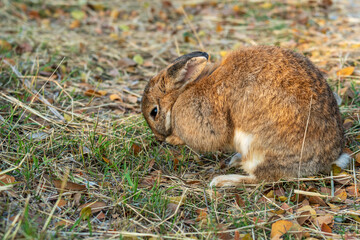 Fluffy brown bunny rabbit sitting on the dry grass over environment natural light background. Furry cute wild-animal single at outdoor. Easter animal concept.