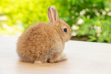 Back of newborn tiny bunny grey and brown rabbit sitting on the wood while looking at something over bokeh natural green tree background. Easter holiday animal concept.