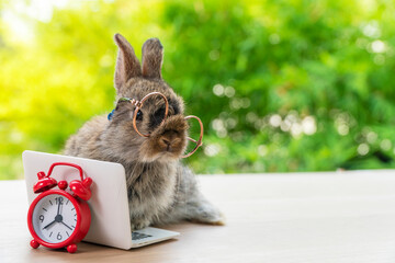 Easter holiday animal, technology e-learning concept. Baby bunny brown and grey with small laptop...
