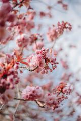 Cherry Blossom (Sakura) in English Garden
