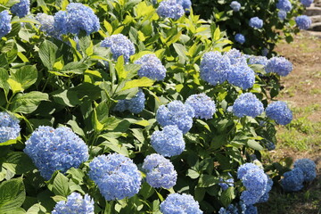 梅雨の青い紫陽花
