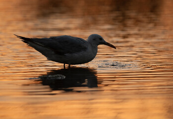 Closeup of Sender-billed gull at Asker marsh during sunset, Bahrain
