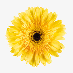 yellow gerbera flower isolated