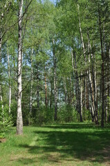 Mixed forest panorama. Birches and pines in the forest. Glade in the forest.
