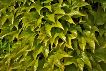 Obraz premium Zielone liście