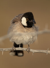 Closeup of White-cheeked bulbul, Bahrain