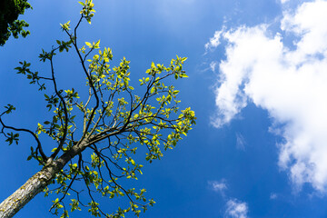Tree in the sky