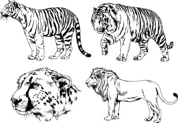 vector drawings sketches different predator , tigers lions cheetahs and leopards are drawn in ink by hand , objects with no background