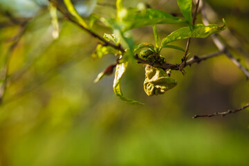 Leaves of a peach tree with red discoloration due to a fungal attack. Branch of a peach tree with leaf curl caused by a fungus. Leaf disease outbreak contact the tree leaves