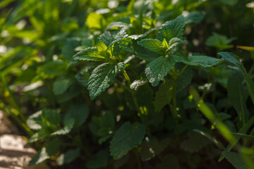 Melissa plant. Lemon balm in the garden. Countryside nature. Organic agriculture. Herb plant in the...