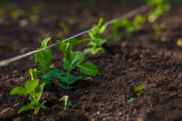 Young green sprouts of vegetable peas have just grown in the garden beds in the spring. Agricultural field on which grow young green peas, small depth of field
