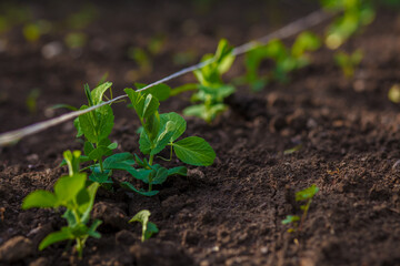 Young green sprouts of vegetable peas have just grown in the garden beds in the spring....