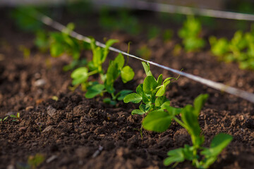 Young green sprouts of vegetable peas have just grown in the garden beds in the spring. Agricultural field on which grow young green peas, small depth of field