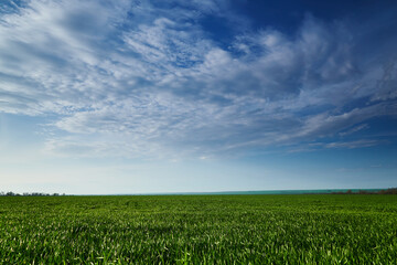 agricultural field with young sprouts and a blue sky with clouds - a beautiful spring landscape