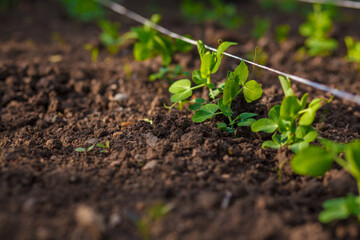 Young green sprouts of vegetable peas have just grown in the garden beds in the spring. Agricultural field on which grow young green peas, small depth of field