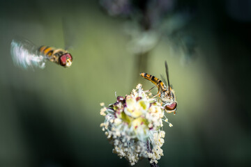 Insecte sur fleur - Tarn - Occitanie - France