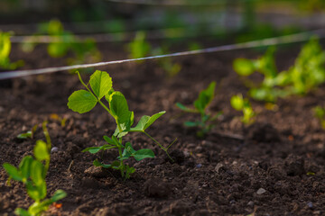 Young green sprouts of vegetable peas have just grown in the garden beds in the spring. Agricultural field on which grow young green peas, small depth of field