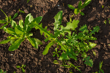 Obraz premium Fresh green grasses weed on ground in garden as background. Beautiful herbal abstract background of nature. Euphorbia. Green weed in the garden. Spring flower bed, garden