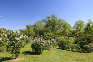 Landscape of Royal Botanical Garden with blooming