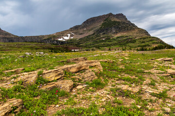Fototapeta na wymiar summer alpine meadow high up in Logan Pass with the jagged mountain peaks on the background as viewed from the Hidden Lake trail in Glacier national park in Montana.