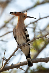 Portrait of a Hoopoe perched on a tree, Bahrain