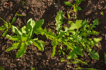 Fresh green grasses weed on ground in garden as background. Beautiful herbal abstract background of nature. Euphorbia. Green weed in the garden. Spring flower bed, garden