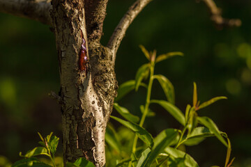 Cherry tree resin on the trunk. Fruit tree disease. Yellow-orange resin drop in sunlight, on the bark of cherry tree.