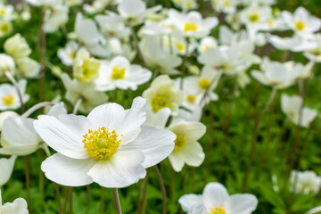 Several white flowers