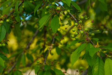 A branch of a sweet cherry with green fruits. The development of a berry on a fruit tree.