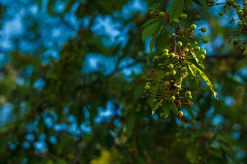 Fototapeta premium A branch of a sweet cherry with green fruits. The development of a berry on a fruit tree.