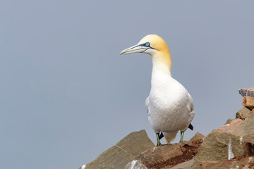 Northern Gannet (Morus bassanus) standing on cliff at Cape St. Mary's Ecological Reserve, Cape St. Mary's, Avalon Peninsula, Newfoundland, Canada.