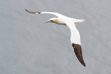 Northern Gannet (Morus bassanus) flying at Cape St. Mary's Ecological Reserve, Cape St. Mary's, Avalon Peninsula, Newfoundland, Canada.