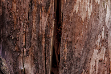 The crack on the surface of the cut wood. Close up of dead tree trunk. Soft focus. Space for text. Leadwood Textured Background - Hardwood beauty through the weathered time