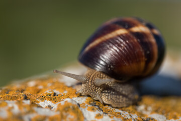 Giant snail on a stone surface