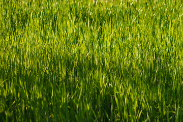 Fresh green grass sunset. Close-up. Selective focus.