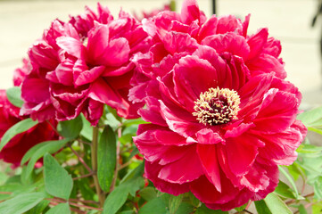 The name of this peony is Hoki.
Scientific name is Paeonia suffruticosa.